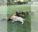 Small Photo #2 Labrador Retriever Puppy For Sale in TAMPA, FL, USA