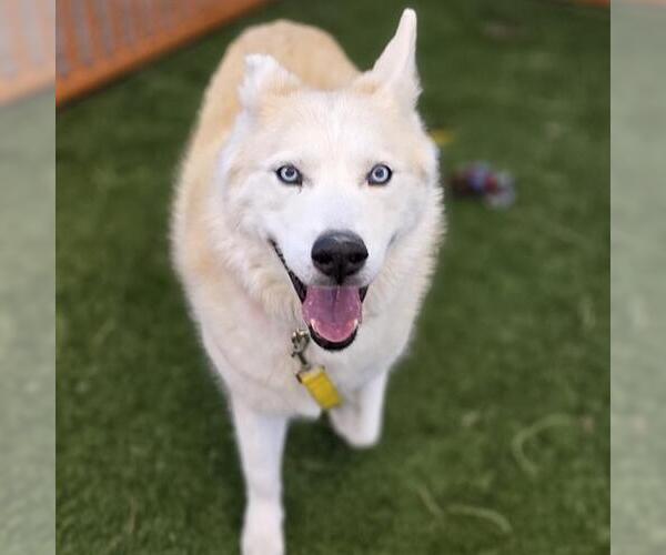 Medium Photo #1 Siberian Husky-Unknown Mix Puppy For Sale in Las Vegas, NV, USA