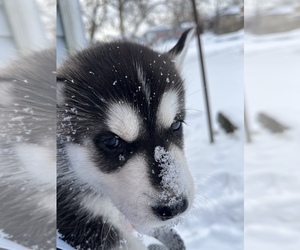 Siberian Husky Puppy for sale in BEAVER FALLS, PA, USA