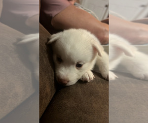 Pomsky Puppy for sale in FLEMING ISLAND, FL, USA