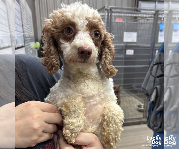 Medium Photo #2 Mutt Puppy For Sale in Washington, DC, USA