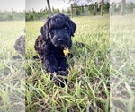 Small Photo #3 Double Doodle Puppy For Sale in SANDERSON, FL, USA