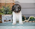 Small #1 Poodle (Miniature)