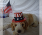 Small Photo #36 Poodle (Standard) Puppy For Sale in INDEPENDENCE, MO, USA