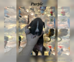 Puppy Purple Boxer