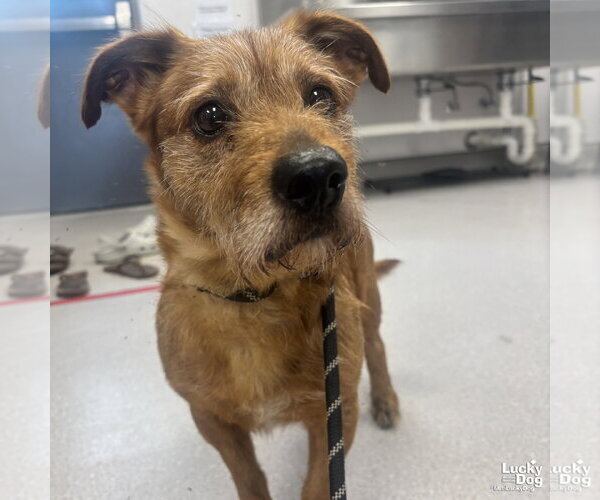 Medium Photo #3 Cairn Terrier-Unknown Mix Puppy For Sale in Washington, DC, USA