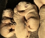 Small #2 English Cream Golden Retriever