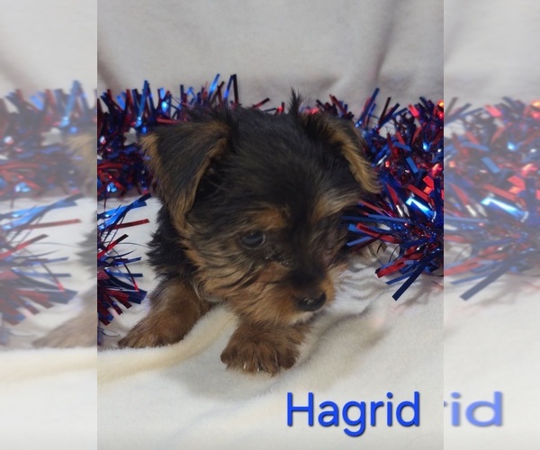 Medium Photo #1 Yorkshire Terrier Puppy For Sale in AZLE, TX, USA