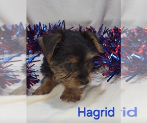 Yorkshire Terrier Puppy for sale in AZLE, TX, USA