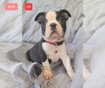 Small Photo #7 Boston Terrier Puppy For Sale in POMEROY, OH, USA