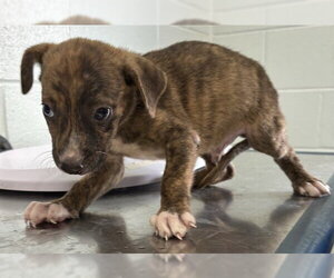 American Staffordshire Terrier-Labrador Retriever Mix Dogs for adoption in Corpus Christi, TX, USA
