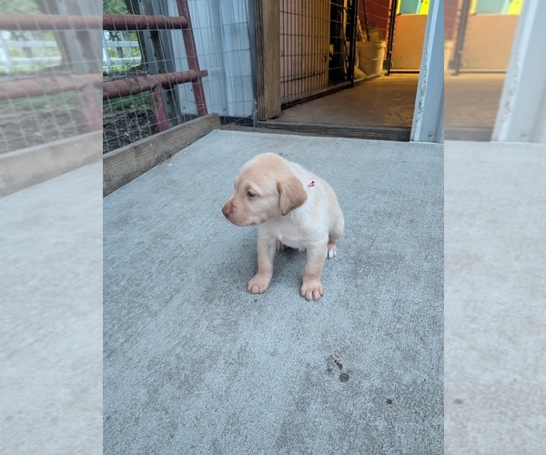 Medium Photo #9 Labrador Retriever Puppy For Sale in PIERSON STATION, IL, USA
