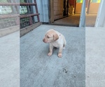 Red collar - Male Labrador Retriever Puppy for Sale - Photo #9