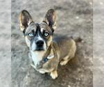 Small #1 Siberian Husky Mix