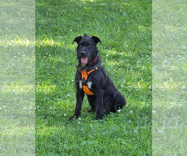 Medium Photo #1 Labrador Retriever-Unknown Mix Puppy For Sale in Hillsboro, MO, USA