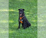 Small Labrador Retriever Mix