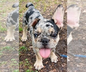 French Bulldog Puppy for sale in JACKSONVILLE, FL, USA