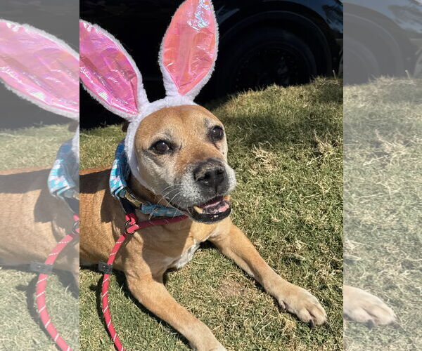 Medium Photo #7 American Pit Bull Terrier-Unknown Mix Puppy For Sale in Newport Beach, CA, USA