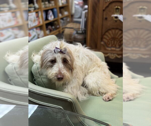 Medium Photo #10 Aussiedoodle Puppy For Sale in Mundelein, IL, USA