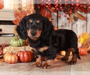 Dachshund Puppy for sale in MOUNT VERNON, OH, USA