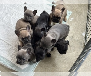 French Bulldog Litter for sale in SALINAS, CA, USA