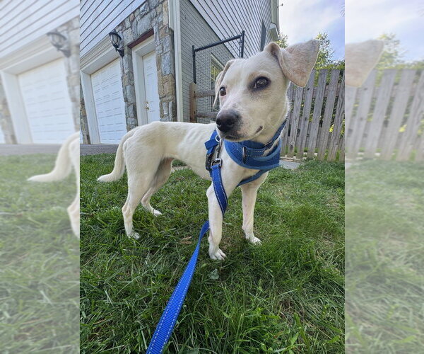 Medium Photo #5 Jack Russell Terrier-Unknown Mix Puppy For Sale in Greenbelt, MD, USA