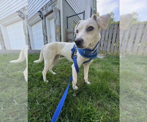 Pollywog - Female Jack Russell Terrier-Unknown Mix Dog for Adoption - Photo #5