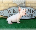 Small Photo #5 French Bulldog Puppy For Sale in CARTHAGE, TX, USA