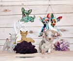 Puppy Blakely Chihuahua