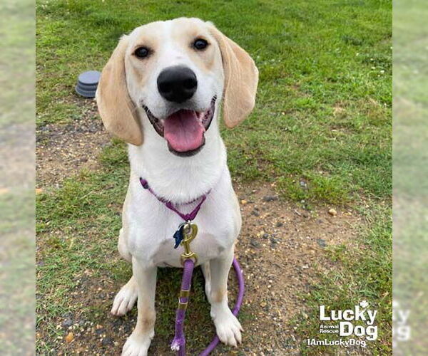 Medium Photo #8 Retriever -Unknown Mix Puppy For Sale in Washington, DC, USA