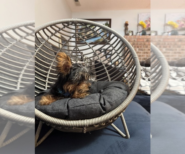 Medium Photo #14 Yorkshire Terrier Puppy For Sale in PORTLAND, OR, USA