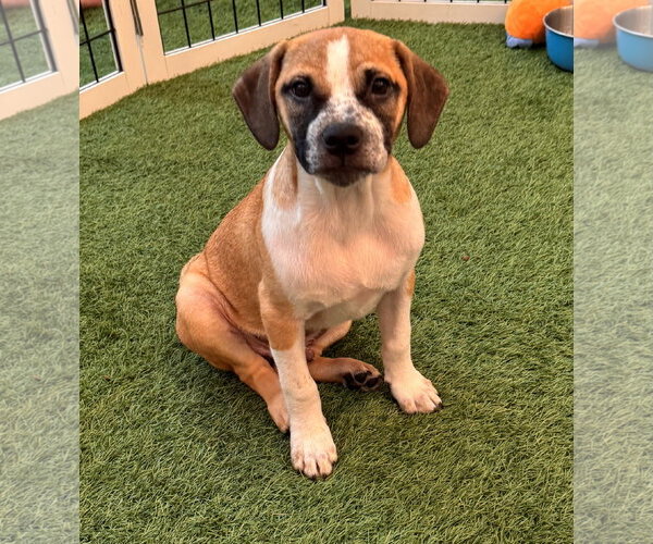 Medium Photo #1 Black Mouth Cur-Unknown Mix Puppy For Sale in Sanford, FL, USA