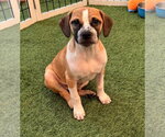 Small Black Mouth Cur Mix