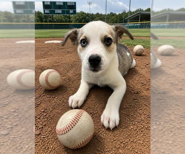 Medium Photo #2  Puppy For Sale in , 