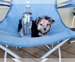 Small Photo #2 Morkie Puppy For Sale in SANTA CLARITA, CA, USA