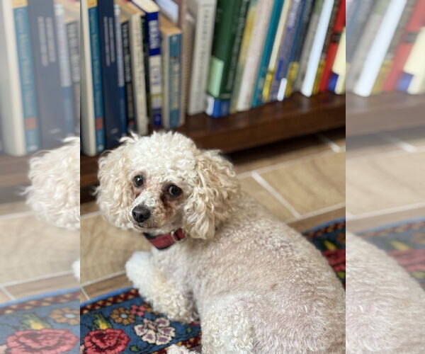 Medium Photo #3 Mutt Puppy For Sale in San Jose, CA, USA