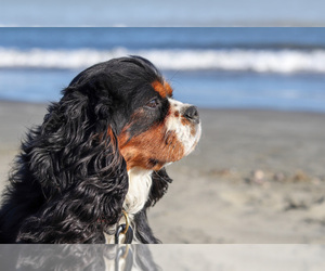 Father of the Cavalier King Charles Spaniel puppies born on 05/15/2025