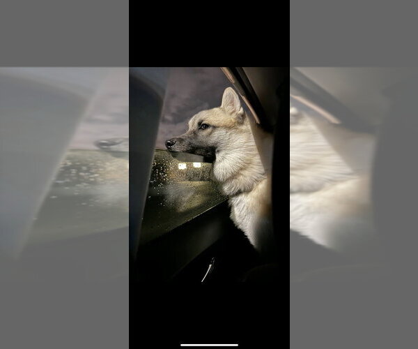 Medium Photo #3 Akita-Siberian Husky Mix Puppy For Sale in FRAMINGHAM, MA, USA
