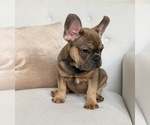 Small Photo #3 French Bulldog Puppy For Sale in DENVER, NC, USA