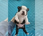 Small Photo #2 Boston Terrier Puppy For Sale in JACKSONVILLE, FL, USA