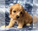 Puppy 4 Cavapoo