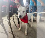 Small #22 American Pit Bull Terrier Mix