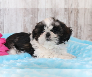 Shih Tzu Puppy for sale in SHILOH, OH, USA
