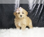 Puppy Dixie F1B Maltipoo