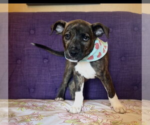 Mutt Dogs for adoption in Rockaway, NJ, USA