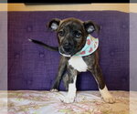Small Mutt