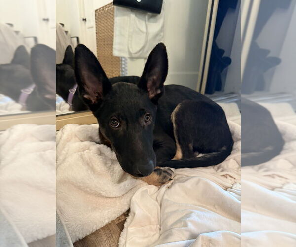 Medium Photo #3 German Shepherd Dog Puppy For Sale in Dana Point, CA, USA