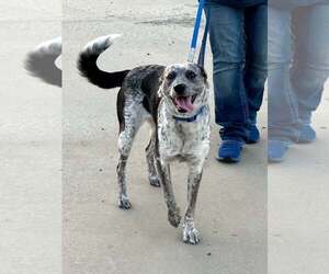 Mutt Dogs for adoption in Paso Robles, CA, USA