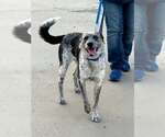 Oaklie - Female Mutt Dog for Adoption - Small photo