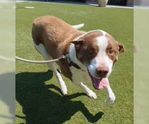 Great Pyrenees Dogs for adoption in Salinas, CA, USA
